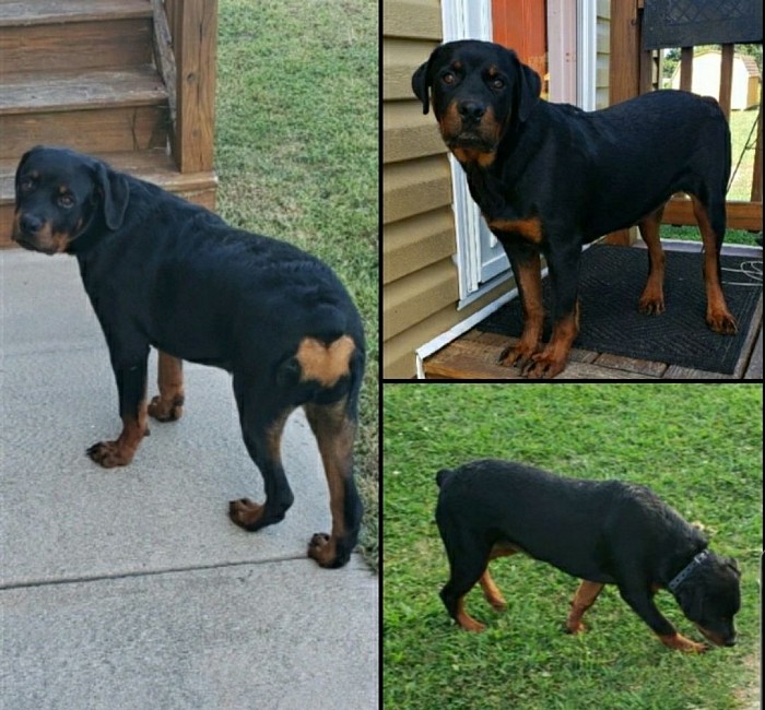 6 months old female  "Chocolate chip Crawley "