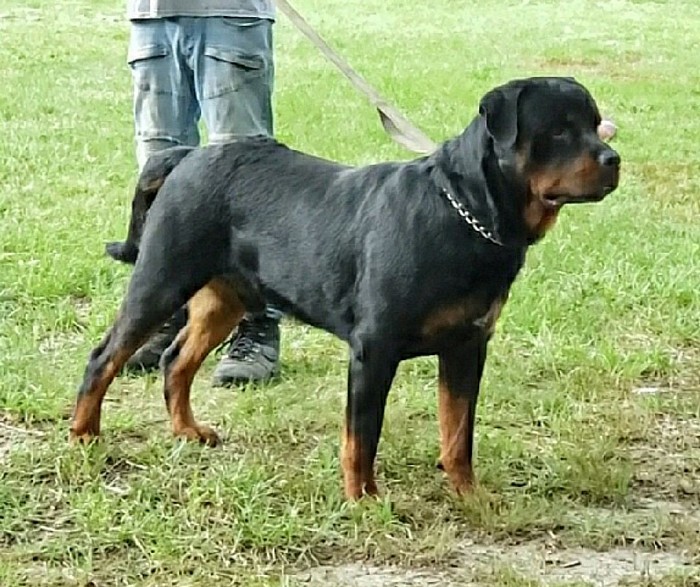 Keanu @ 16 months and ready to stud $1200