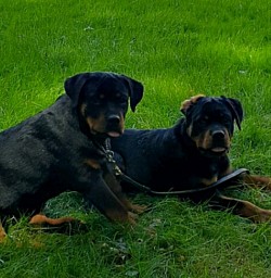 (Debo & Remy) Summers son and daughter, 4 month old pups