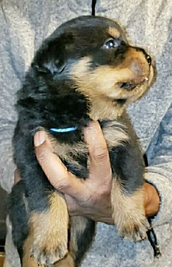 BLUE MALE (RESERVED)