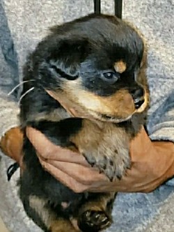 PINK FEMALE  (RESERVED)