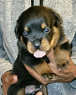 RED MALE (RESERVED)