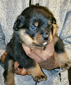 LIGHT BLUE MALE ( RESERVED )
