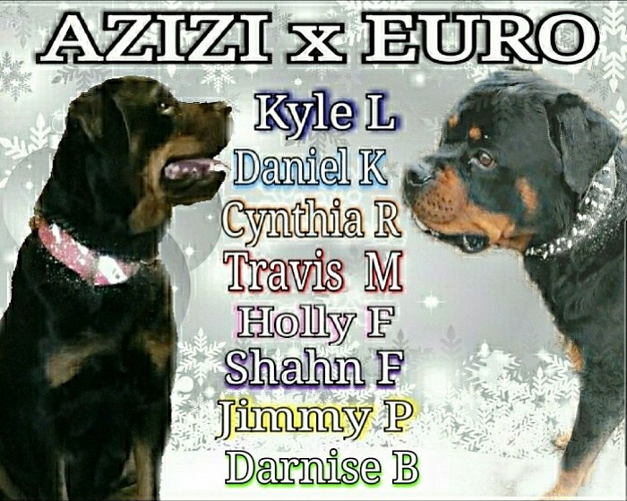 Azizi x Euro: Born and scheduled release is Christmas eve 2022. To the new pup families Congratulations!